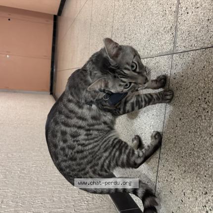 Photo 1/1 Chat trouvé Trouvé à Marseille