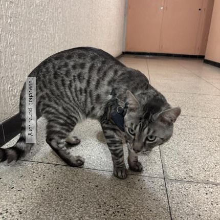 Photo 1/1 Chat trouvé Trouvé à Marseille