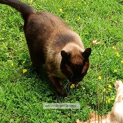 Photo 1/1 Tarzan Chat perdu à Cognac