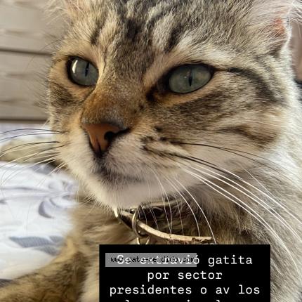 Photo 1/1 Sasha Chat perdu à Copiapo