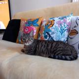 Photo de chat perdu à Surgeres