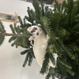 Photo de chat perdu à Pont De Cheruy