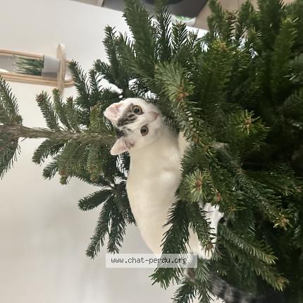 Photo 1/1 FREEZ Chat perdu à Pont de cheruy