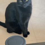 Photo de chat perdu à Balma