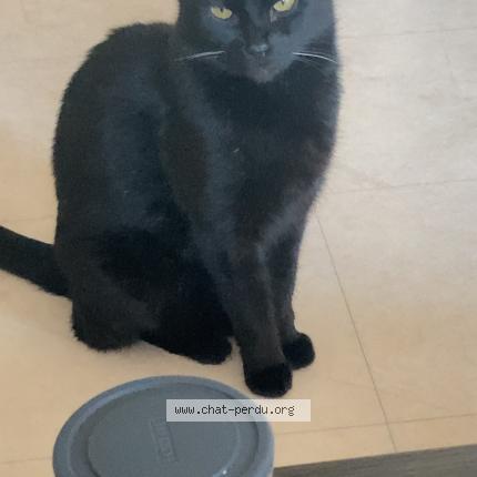 Photo 1/1 Boudinette Chat perdu à Balma