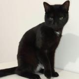 Photo de chat perdu à Riorges