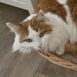 Photo de chat perdu à Les Bayards