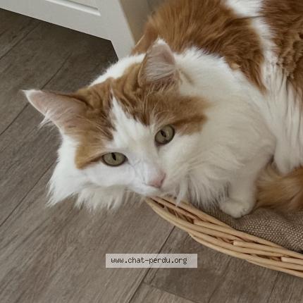 Photo 1/1 Crevette Chat perdu à Les bayards