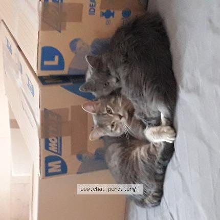 Photo 1/1 Chat retrouvé Perdu à Bompas