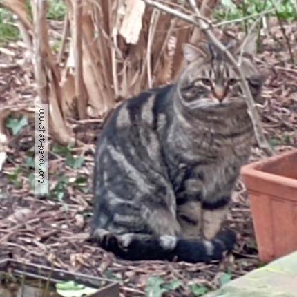 Photo 1/4 Chat trouvé Trouvé à Montreuil