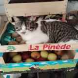 Photo de chat perdu à Mareuil Les Meaux