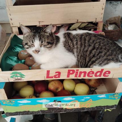 Photo 1/1 Felix Chat perdu à Mareuil les meaux