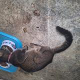 Photo de chat trouvé à Les Abymes