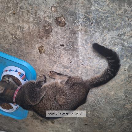 Photo 1/1 Chat trouvé Trouvé à Les abymes