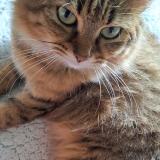 Photo de chat perdu à Les Abymes