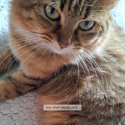 Photo 1/1 M&eacute;line Chat perdu à Les abymes