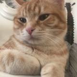 Photo de chat perdu à Valence