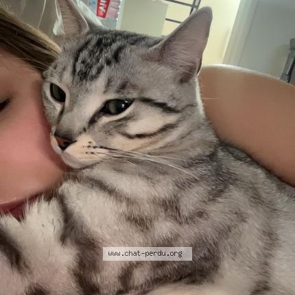 Photo 1/1 Vroum Chat perdu à Marcq en baroeul