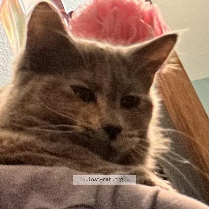 Photo 1/1 Patches Chat perdu à Mesa