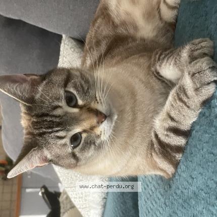 Photo 1/1 Sundae Chat perdu à Mauguio