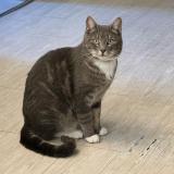 Photo de chat perdu à Fresnay En Retz