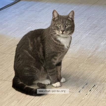 Photo 1/1 Tipi Chat perdu à Fresnay en retz