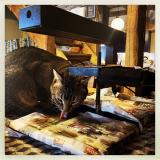 Photo de chat perdu à Onnens