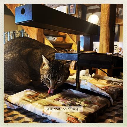 Photo 1/1 Charlot Chat perdu à Onnens