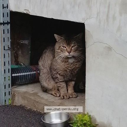 Photo 1/5 Chat trouvé Trouvé à Paris