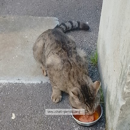 Photo 2/5 Chat trouvé Trouvé à Paris