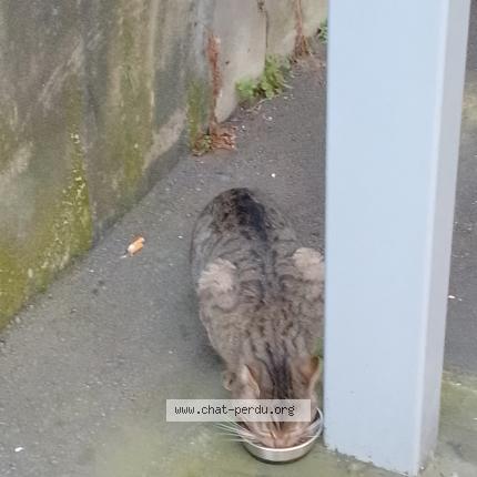 Photo 3/5 Chat trouvé Trouvé à Paris