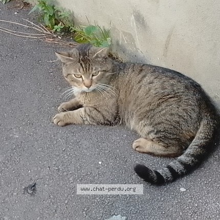 Photo 3/5 Chat trouvé Trouvé à Paris