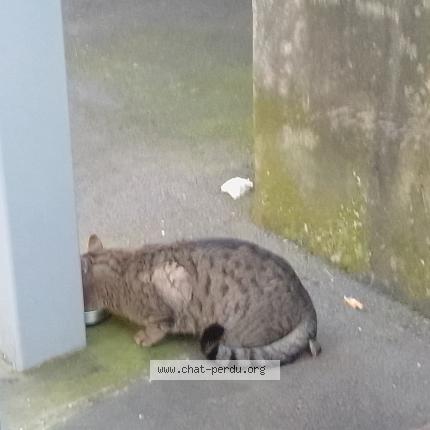 Photo 4/5 Chat trouvé Trouvé à Paris