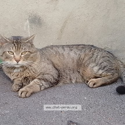Photo 4/5 Chat trouvé Trouvé à Paris