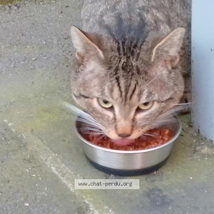 Photo 5/5 Chat trouvé Trouvé à Paris