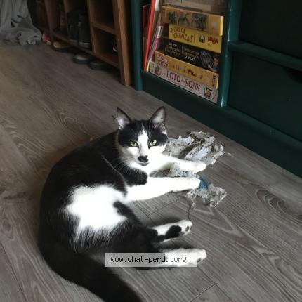 Photo 1/1 Chat retrouvé Perdu à Nantes