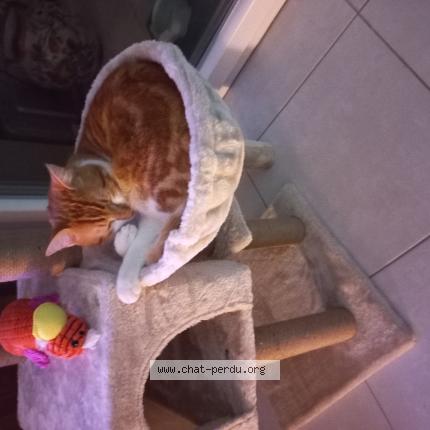 Photo 1/1 Tazou Chat perdu à Milhaud