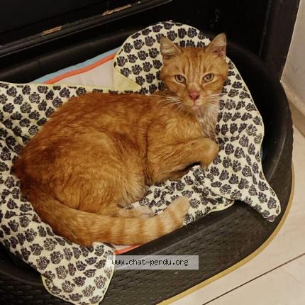 Photo 1/1 Chat retrouvé Trouvé à Mons en baroeul