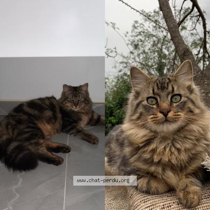 Photo 1/1 Chat retrouvé Perdu à Saint fons