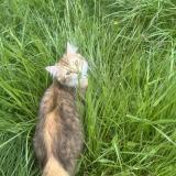 Photo de chat perdu à Bourg Et Comin