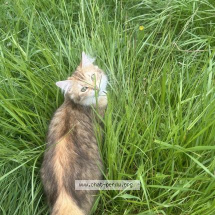Photo 1/1 Aloco Chat perdu à Bourg et comin
