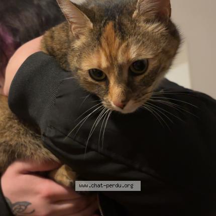 Photo 1/1 Chat trouvé Trouvé à Echenoz la meline