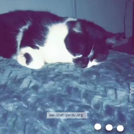 Photo 1/1 Felix Chat perdu à Witry les reims