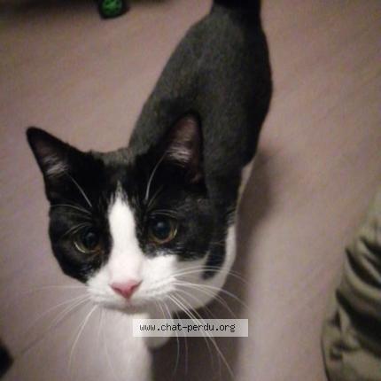 Photo 1/2 Oreo Chat perdu à Dourges