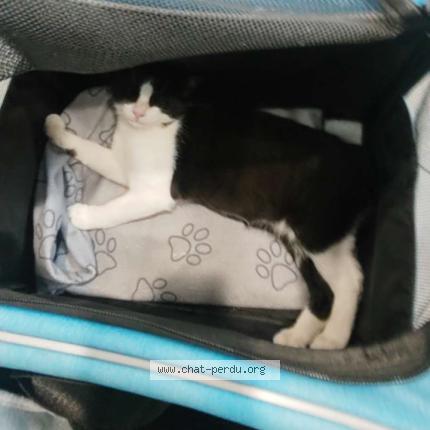 Photo 2/2 Oreo Chat perdu à Dourges