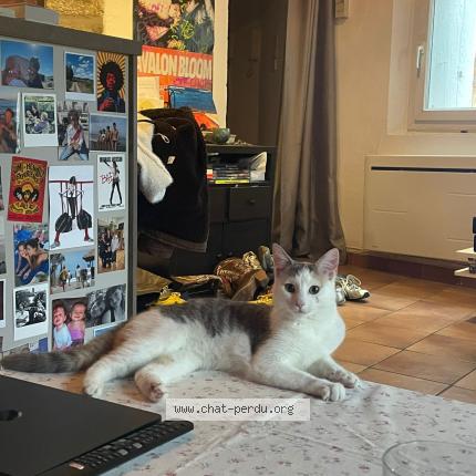 Photo 1/1 Chat trouvé Trouvé à Montpellier
