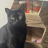 Photo de chat perdu à San Antonio