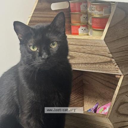 Photo 1/1 mylo Chat perdu à San antonio