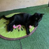 Photo de chat perdu à Marseille