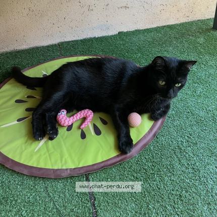 Photo 1/1 Weedo Chat perdu à Marseille